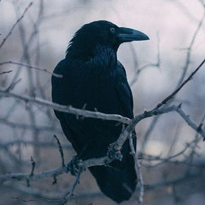Meet your Posher, Crow